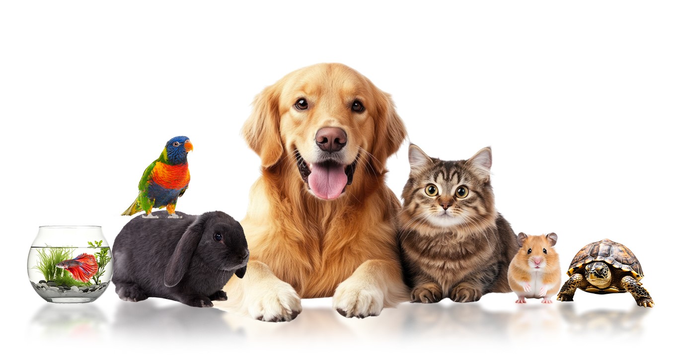 Zdroj obrázkov: https://www.rawpixel.com https://www.freepik.comhttps:// www.dreamstime.com/illustration/pets.html  
